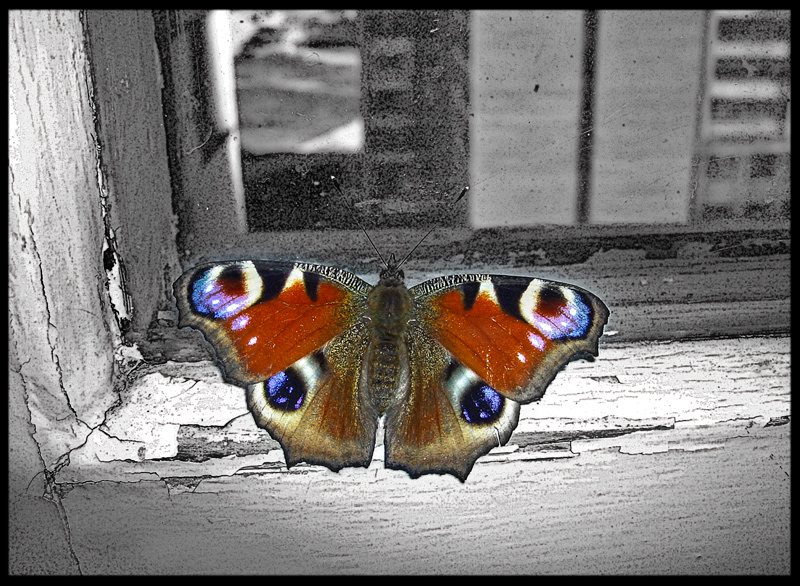 Бабочка на оконной раме