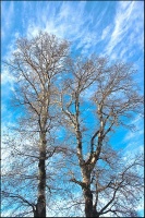 деревья, небо
