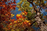Осенне-летние краски