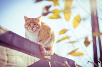 autumncat