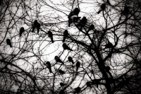 crows delusion