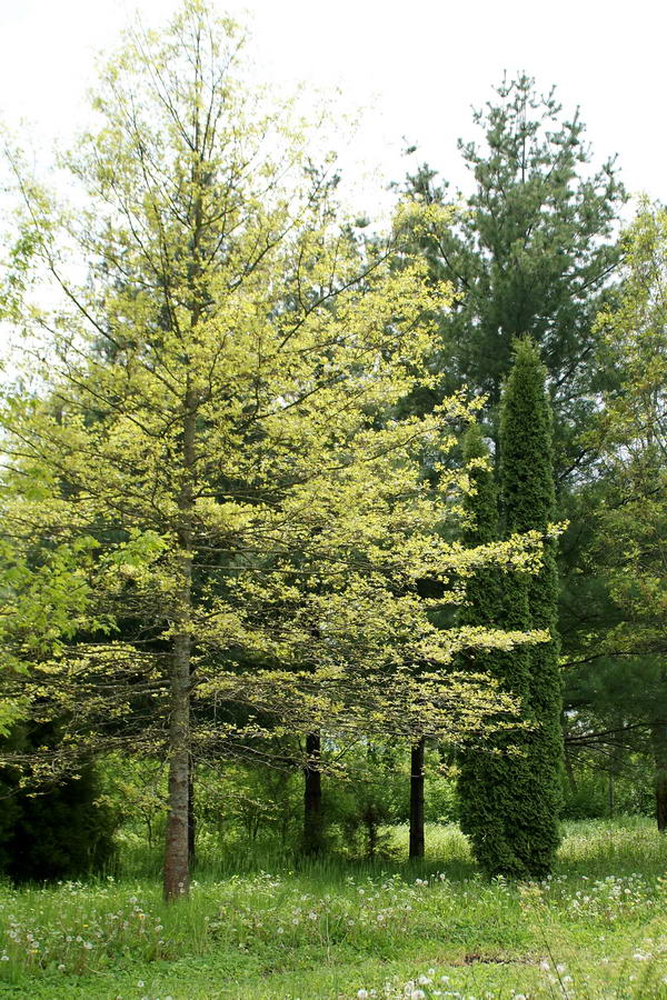 Тюльпанное дерево и кипарис