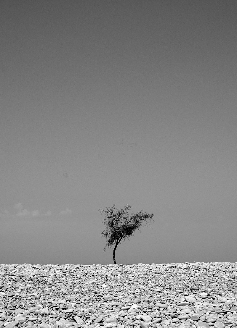 Вариации с одиноким деревом-3