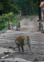 Много диких обезьян...