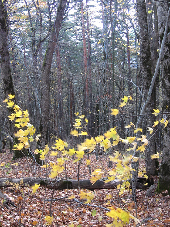 Желтых листьев костер на осеннем ветру