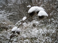 Собер 2011,  водосборник под первым снег