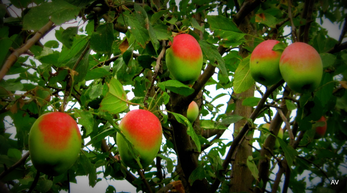  Пять реликтовых яблок