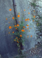 Цветок, растущий из стены