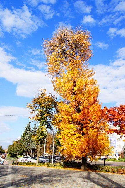 Осень на улице Красной...