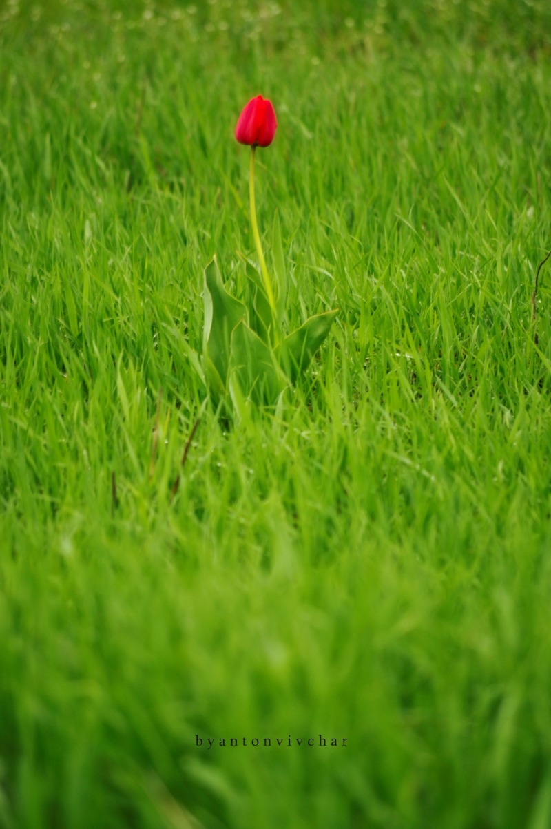 Одинокий тюльпан