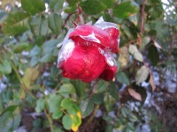 Роза во льду