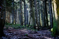 В призрачном лесу_