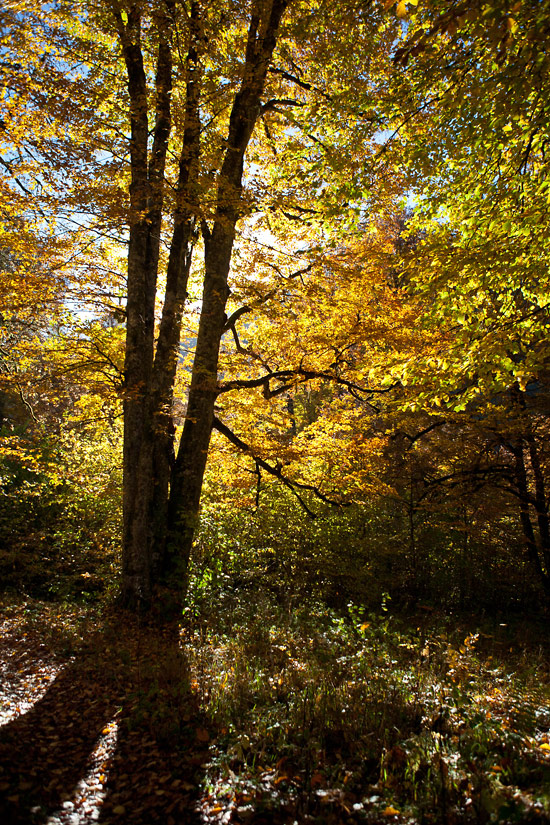Осень в заповедном лесу