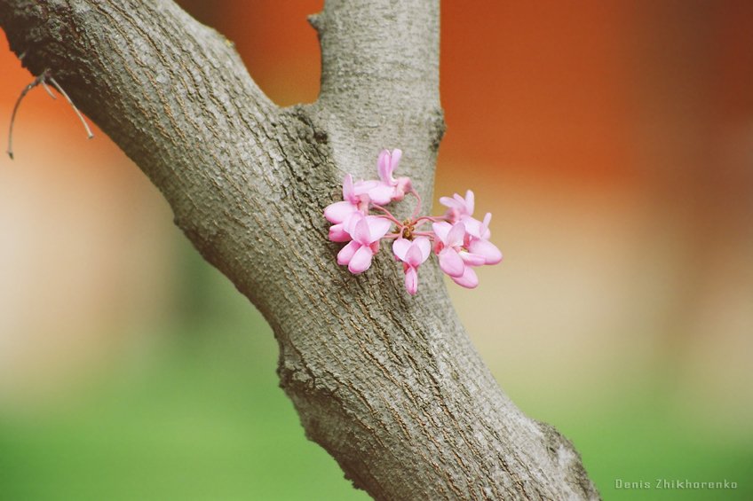 когда дерево цветёт_2008г.
