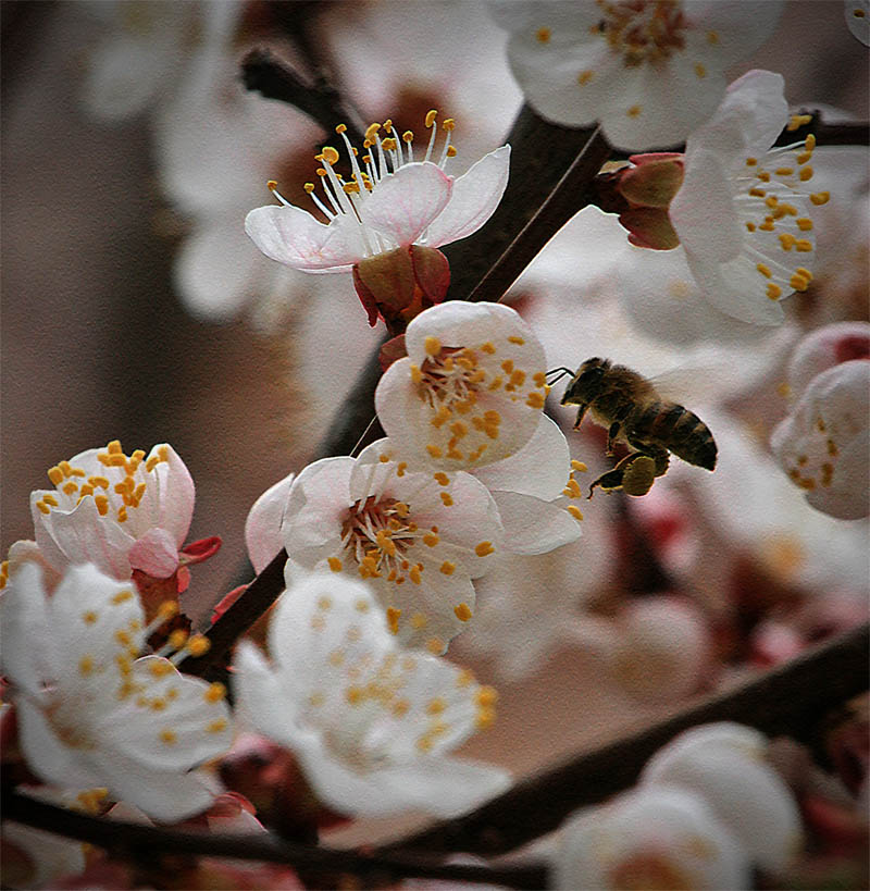 Первая пчелка 2011