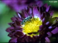 как выяснилось - цветы мухи  тоже любят