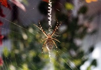 Spider under sun