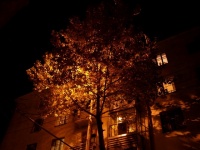 Дерево с фонариком