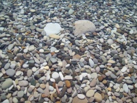 камушки в воде)