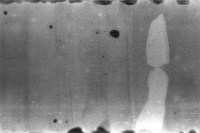 рентген полового органа жука-короеда