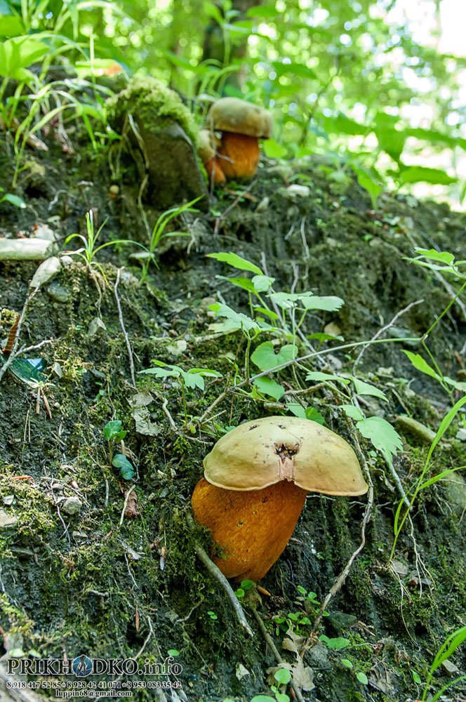  Желчный гриб Tylopilus felleus (Fr.) Ka
