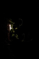 Волшебный фонарь (magic lantern)