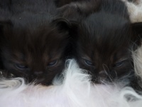 Sweet black kittens