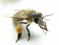 Пчёл
