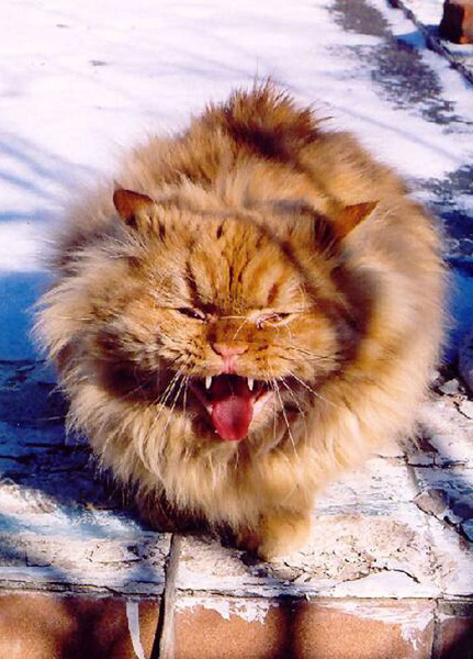 Улыбка Чеширского кота