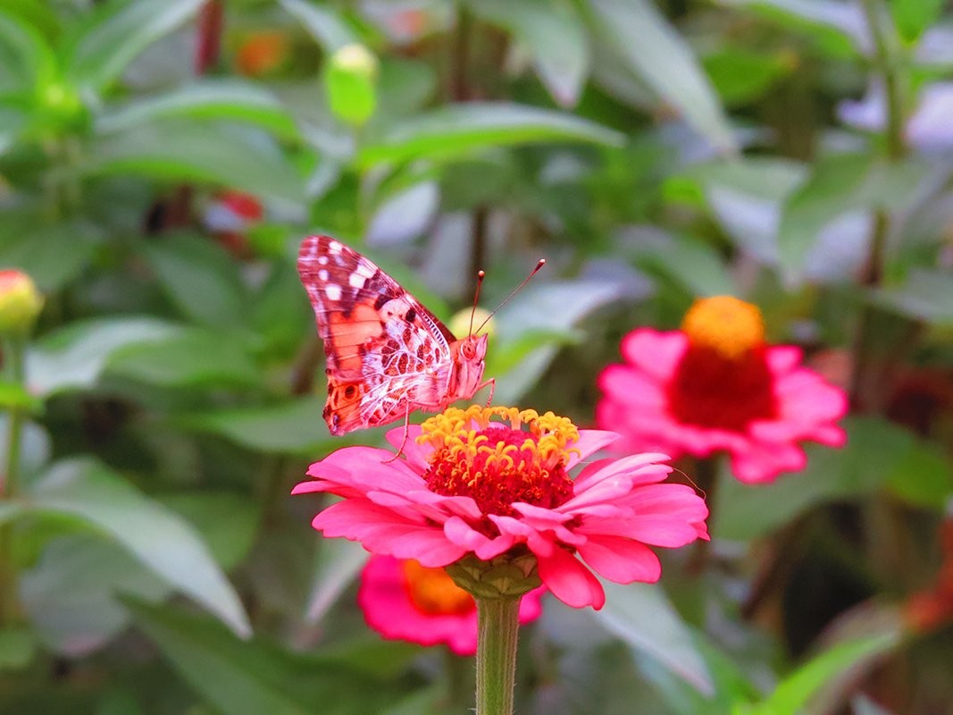 красотка-бабочка