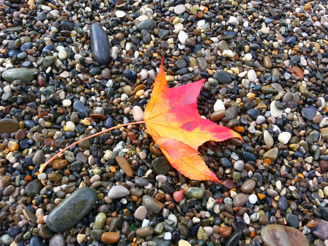 Осенний листок на морском берегу
