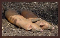 Отдых свиней