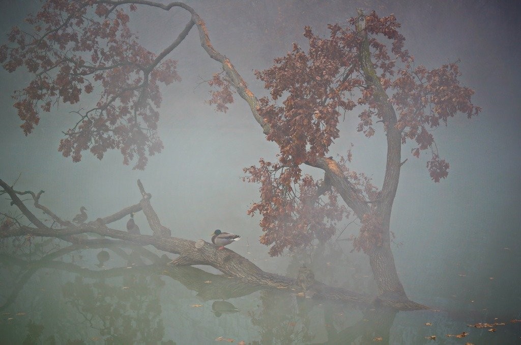 утки в тумане