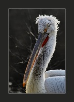 портрет курчавого пеликана